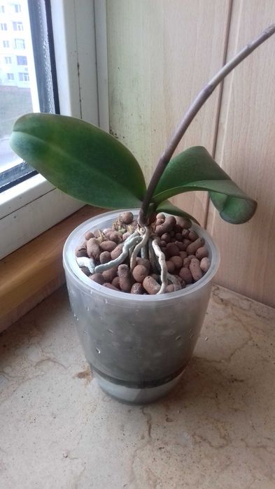 Орхідея з квітконосом