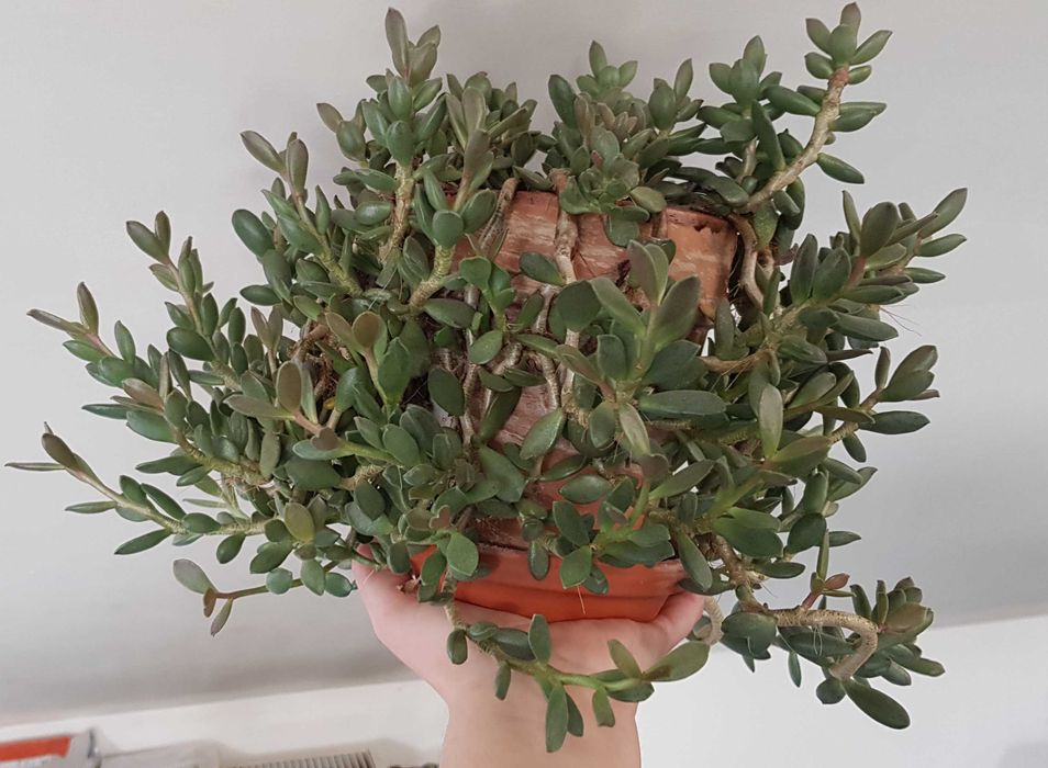 domowy grubosz crassula