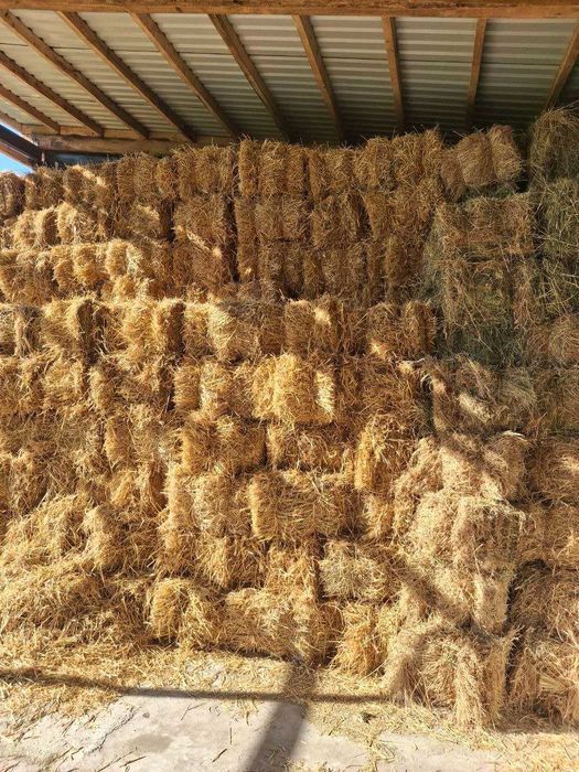 Продам тюки ячмінні