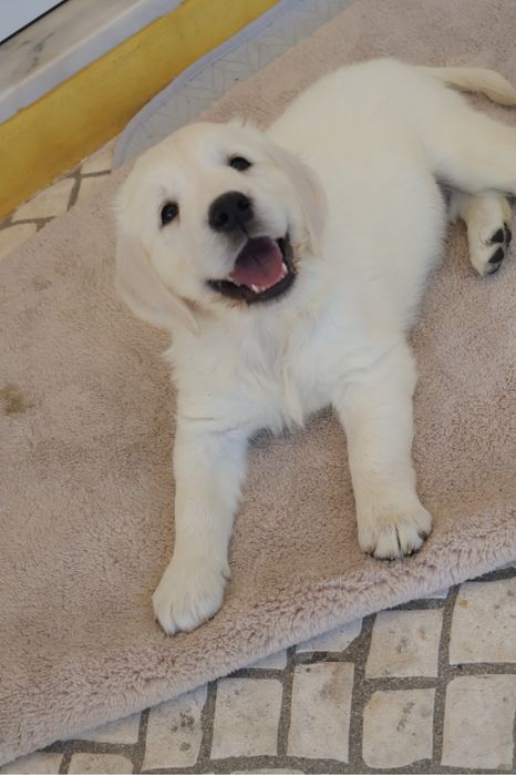 Golden Retriever fêmea com LOP