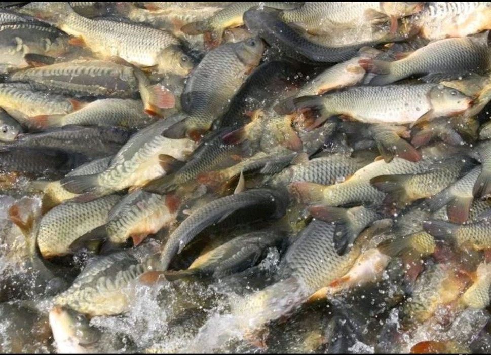 Продаємо опт. свіжу рибу: товстолоб,тарань,лящ,карась,короп,чоп,судак,