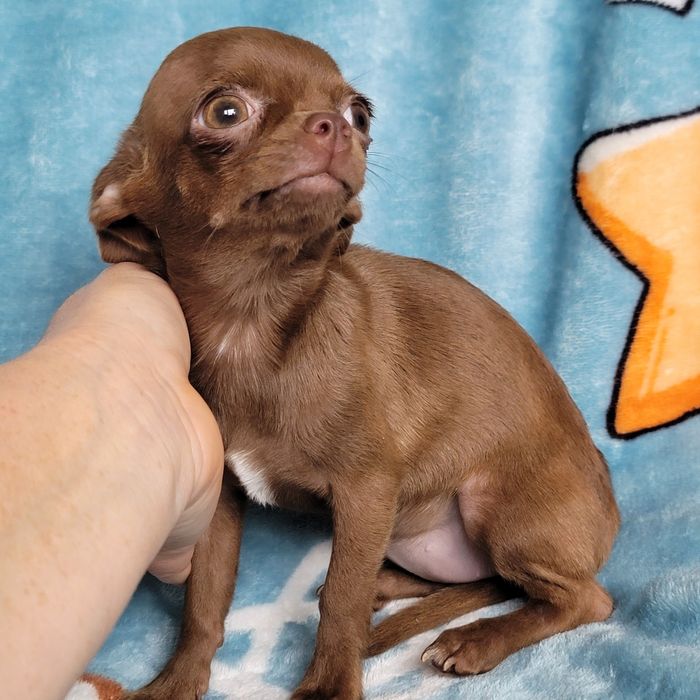 Дівчинка міні-міні розміру