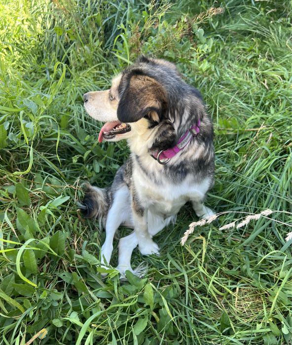 Suczka Leia szuka domku