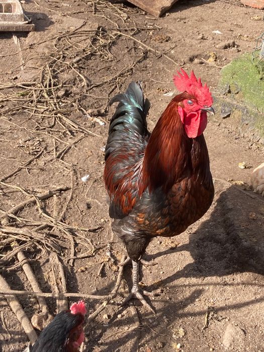 Galos várias raças