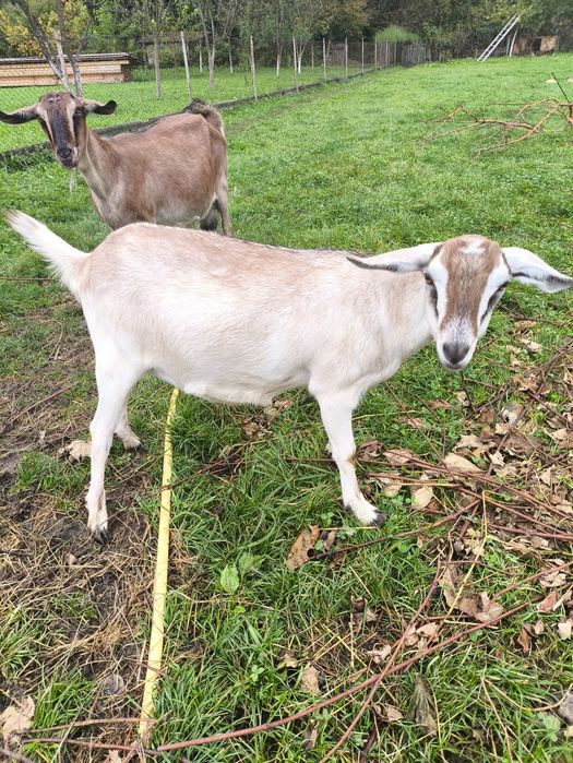 Кузлиця кітна породиста