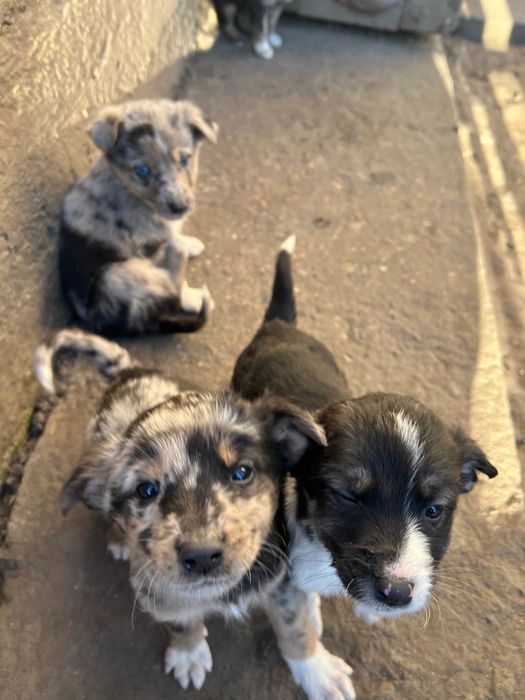 Прекрасні дівчинки