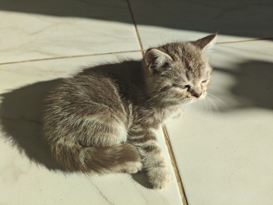 Шотландские котята