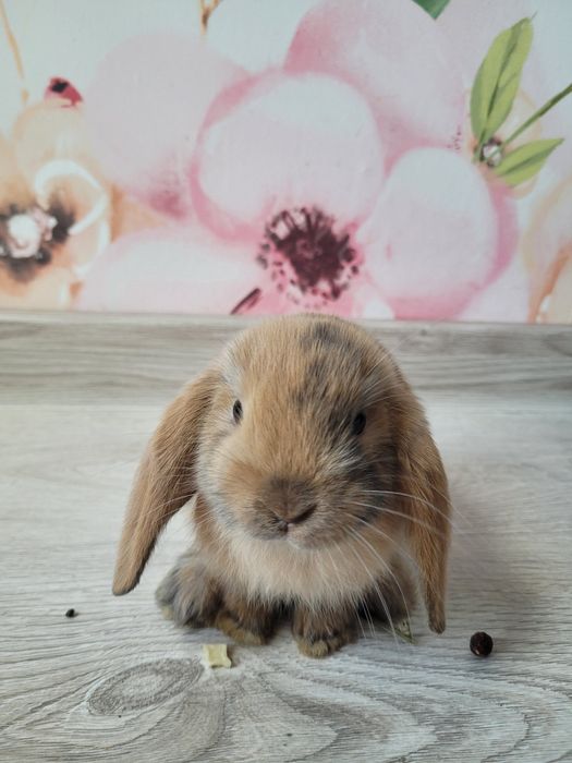 Króliki miniaturki