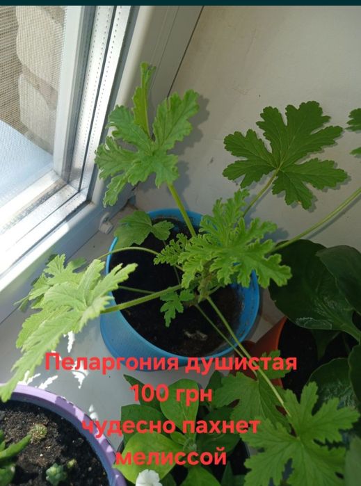 Цветы каланхоэ, петра кротон, суккуленты, алое, шлюмбергера, декабрист