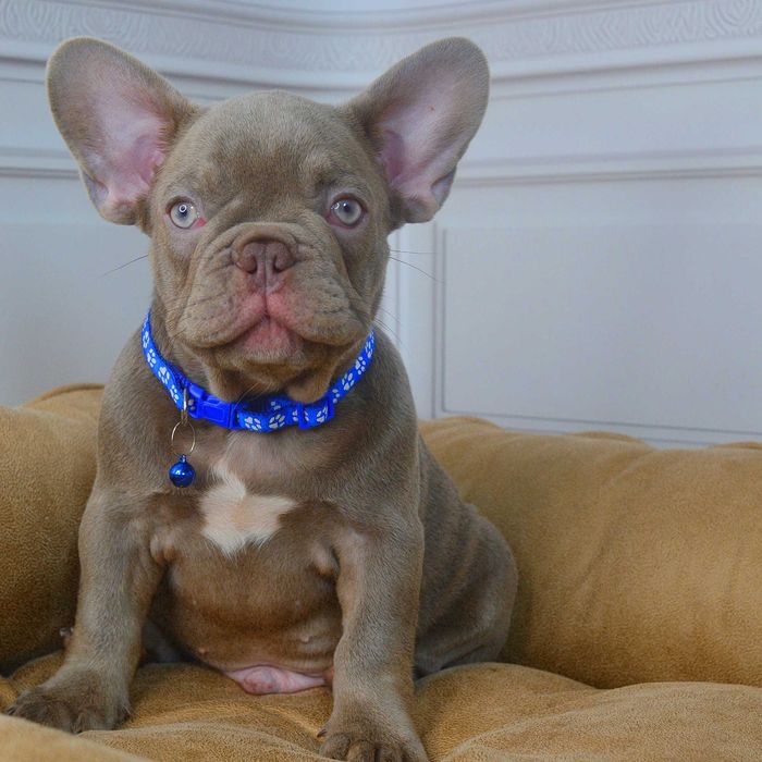 Неймовірні хлопчики у пошуках люблячих родин!