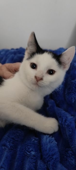 2 ślicznych kociąt do oddania