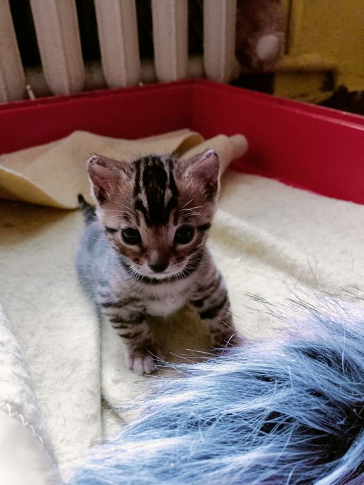 Бенгальські котики з документами.