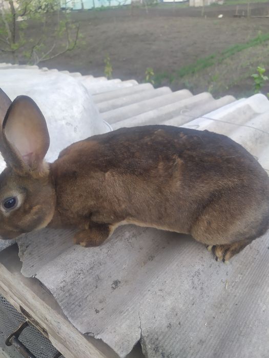 Продам кролі м'ясних порід