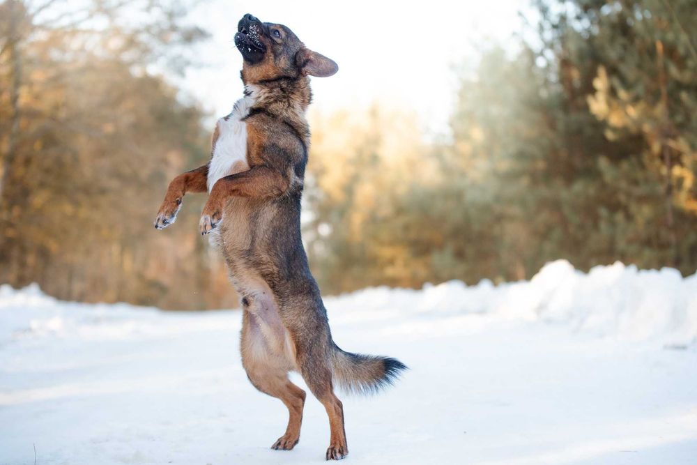 BENIO - mały wesoły psiak poleca się do pokochania
