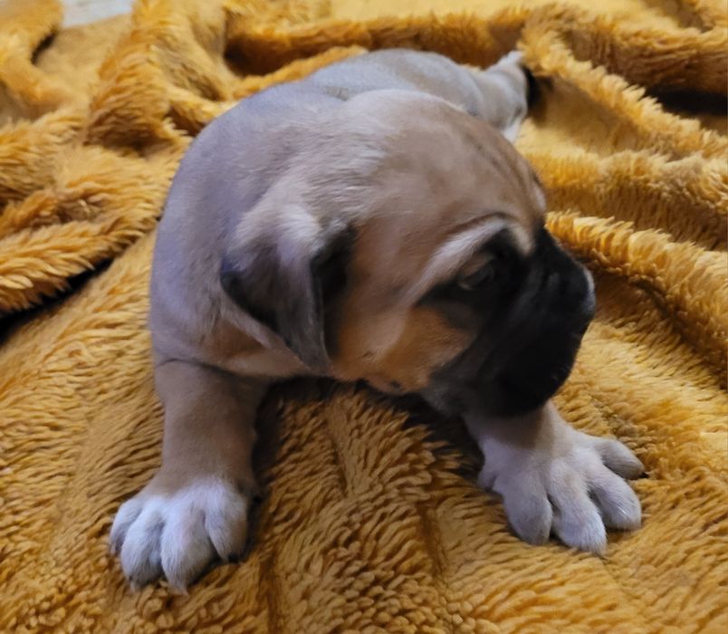 Szczeniak Cane Corso