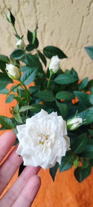 Троянди. Рози. Вазони.