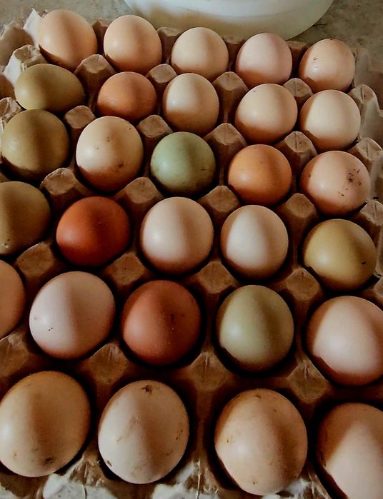 Яйце інкубаційне від домашніх курей