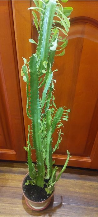 Зміокулькас зензі і звичайний,кактус тригулярис,опунція великоросла.