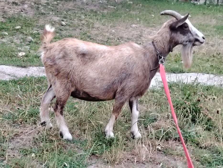 Kozy miniaturka/baranki