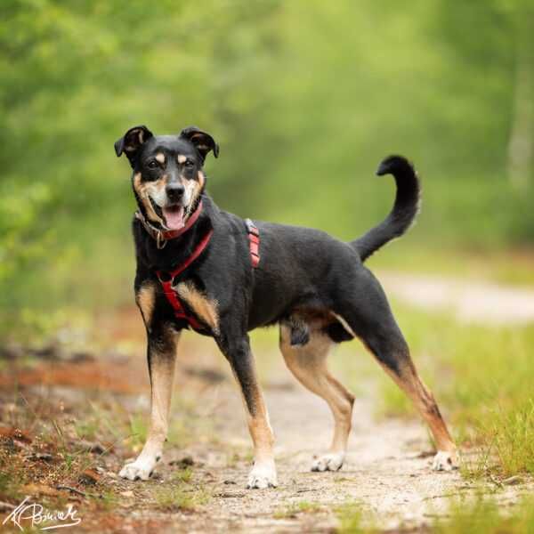 Ratos szuka kochającego domu