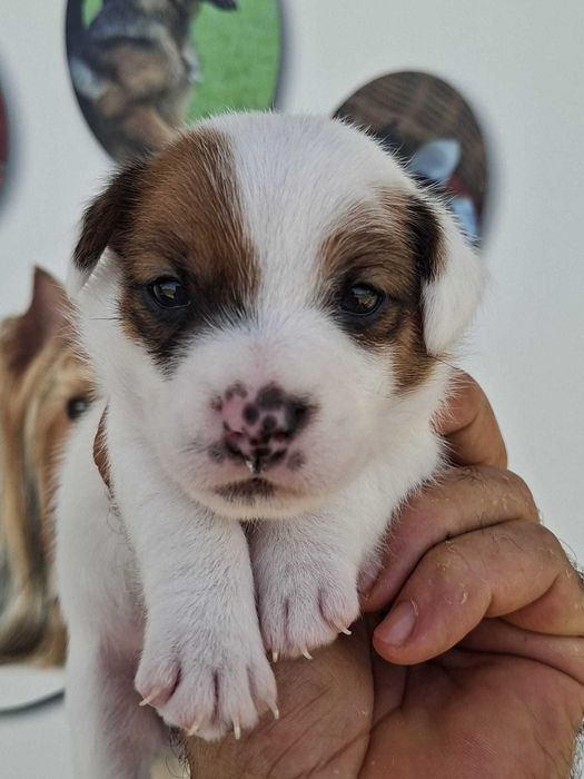 Jack Russel Terrier com LOP