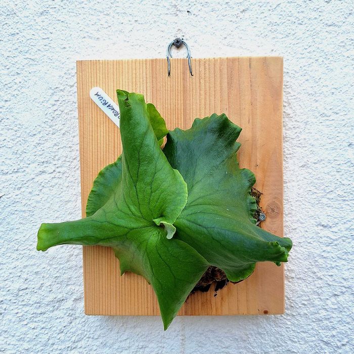 Platycerium coronarium
