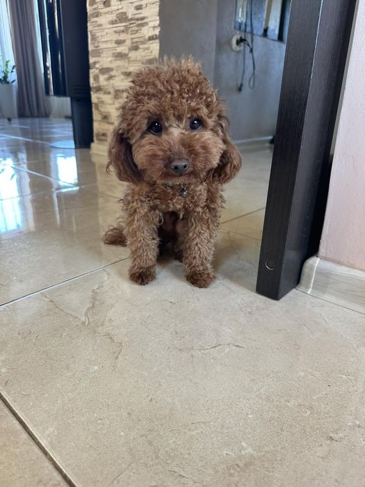 В'язка. Той Пудель ред браун. 2.5кг.