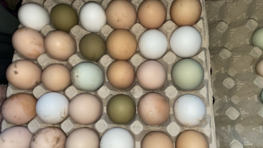 Інкубаційне яйце , домашніх курей