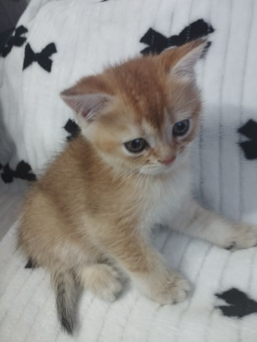 Предлагаем шикарных золотых и серебристых котиков