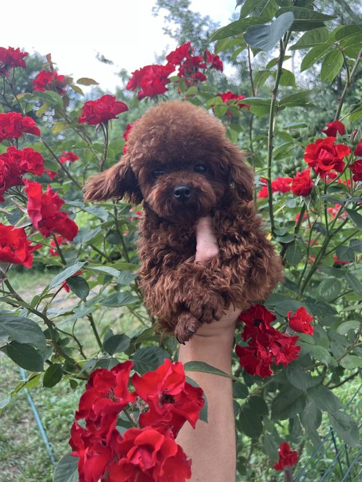 Той пудель Toy poodle (Китай)