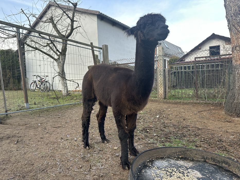 Alpaki. Samiec i trzy samice