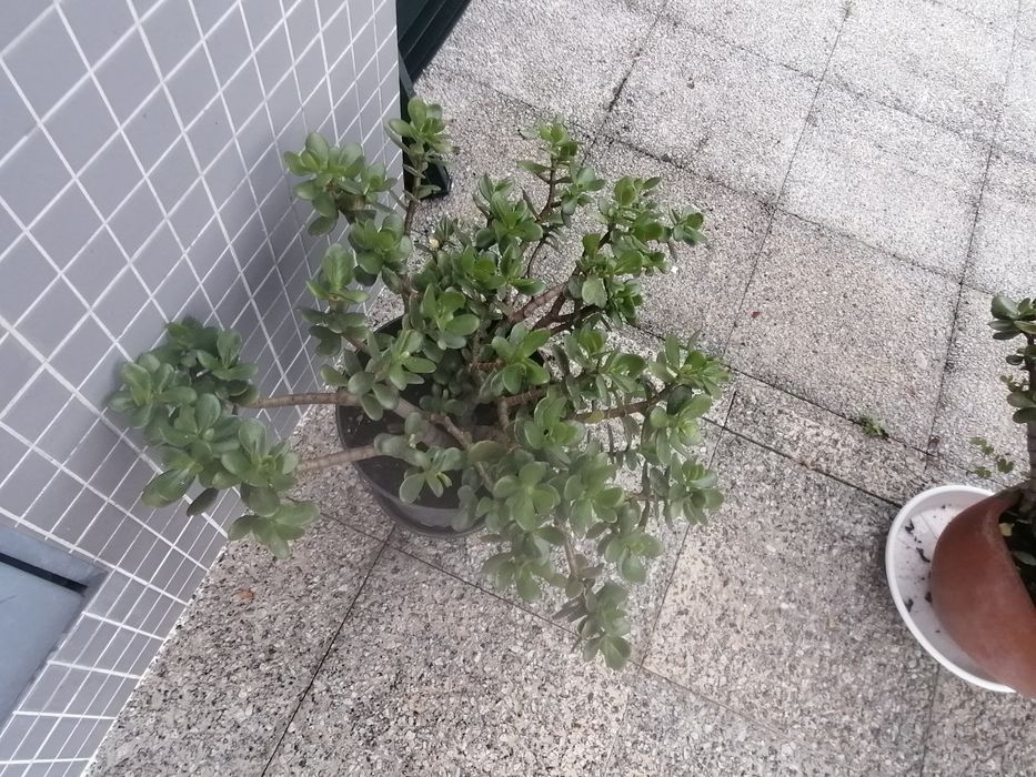 Vendo 2 vasos lindíssimos