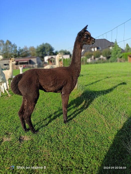 Alpaki samica Huacaya