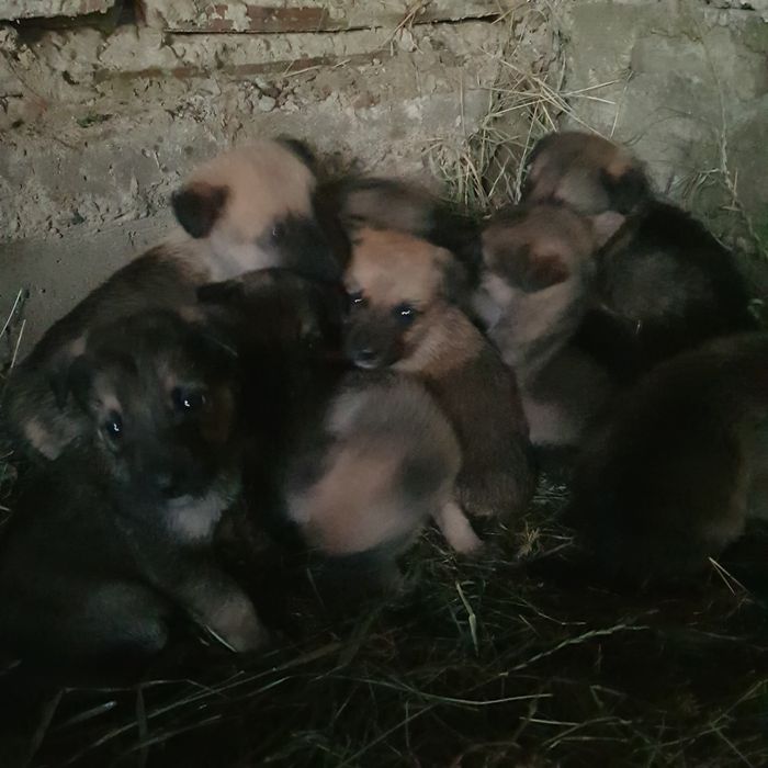 Продаю Зонарні вівчарки