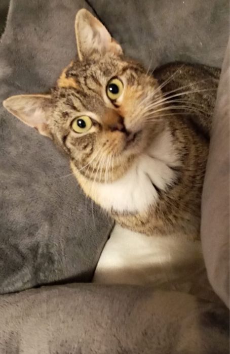 Kotka Gaja szuka domku