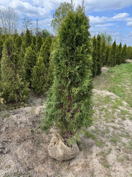 Thuja Smaragd Tuja Szmaragd stożkowa 220-260 cm na żywopłot Tanio