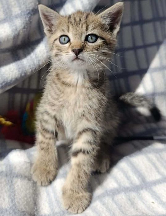 Kocurek do adopcji