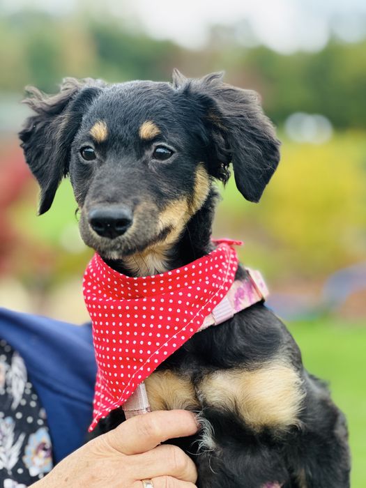 Nela szuka domku 5 miesięcy waży 5,5 kg