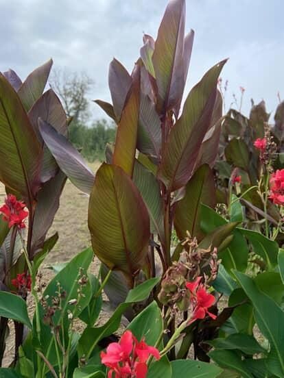 Кани вазони продам цибульки