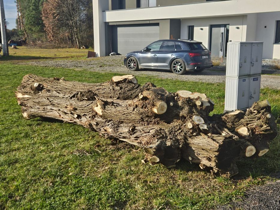 Akacja w Kłodzie,  kłoda akacji , akacja na pniu.