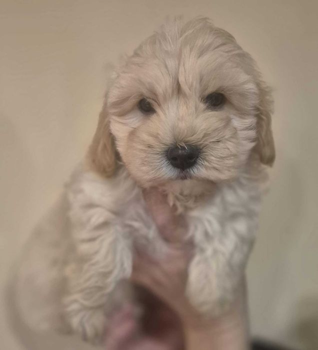 Maltipoo Piesek Gotowa do Odbioru