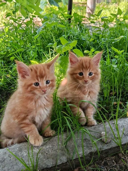Шикарные пацаны мейнкуны