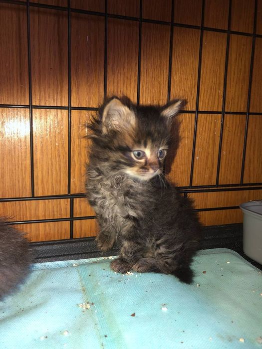 Котенок кошечка бесплатно