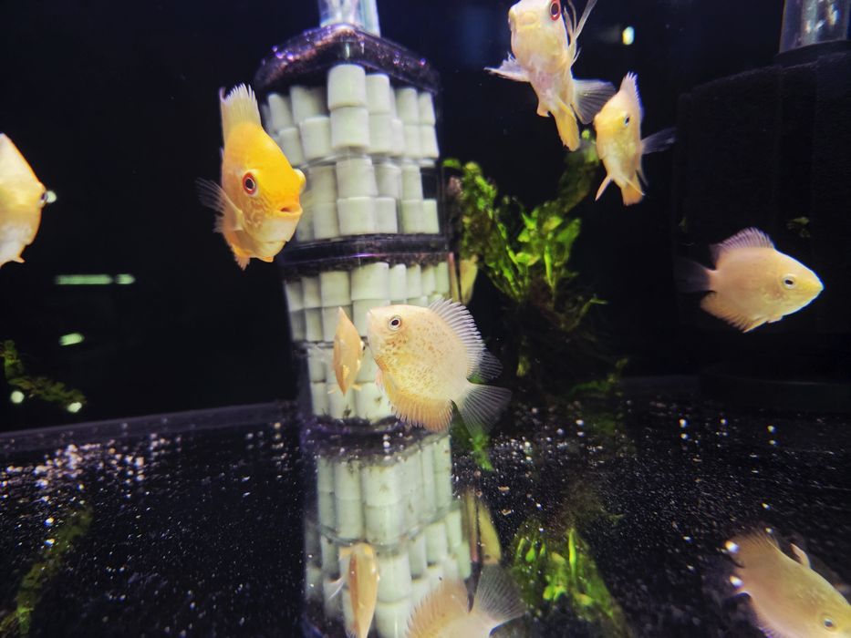 Pielęgnica severum red spotted