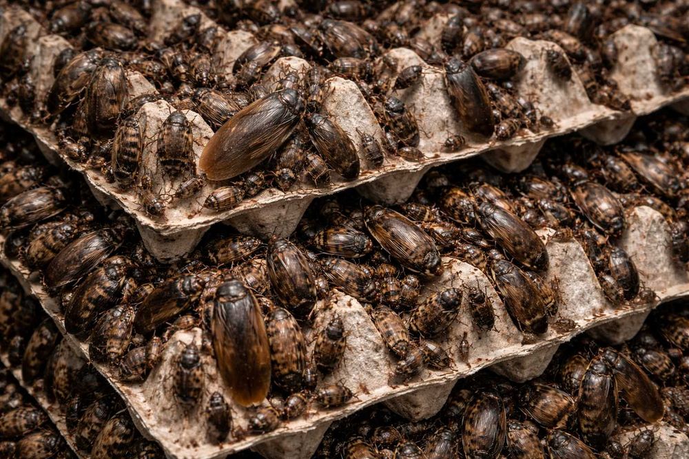 Karaczan argentyński / Blaptica dubia 100 szt.