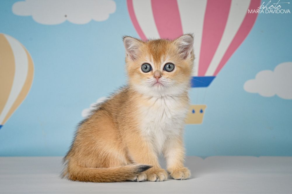 Золотая шиншила 3 месяца