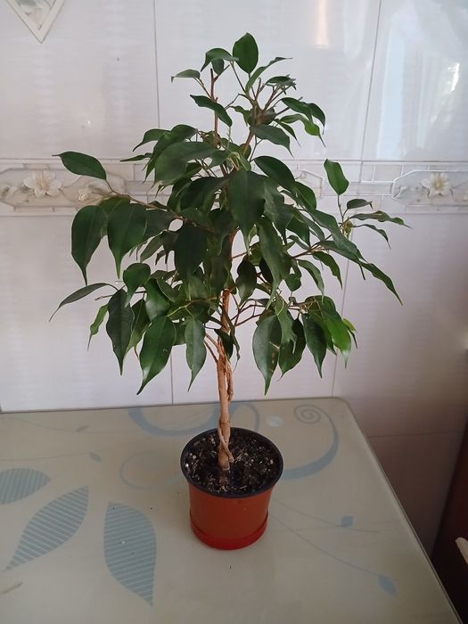 Продам фікус  бенджаміна