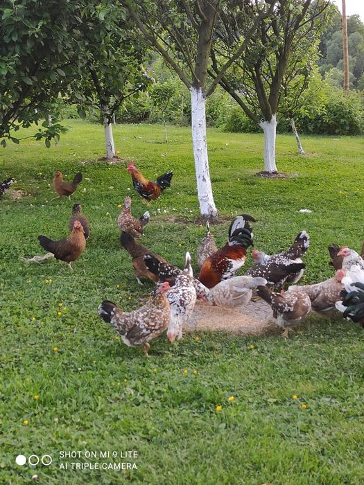 Liliput liliputki kogut liliputeki cwerg jaja lęgowe jajka