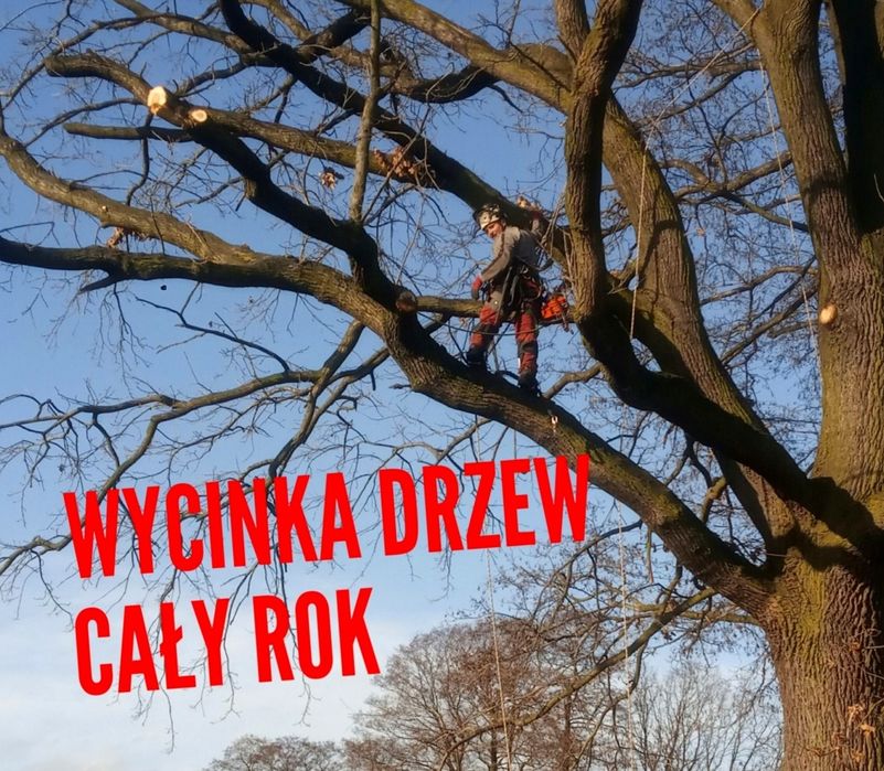 Wycinka drzew, ścinka drzew, rębak "ALPINISTYCZNIE" Rybnik, Żory +30km