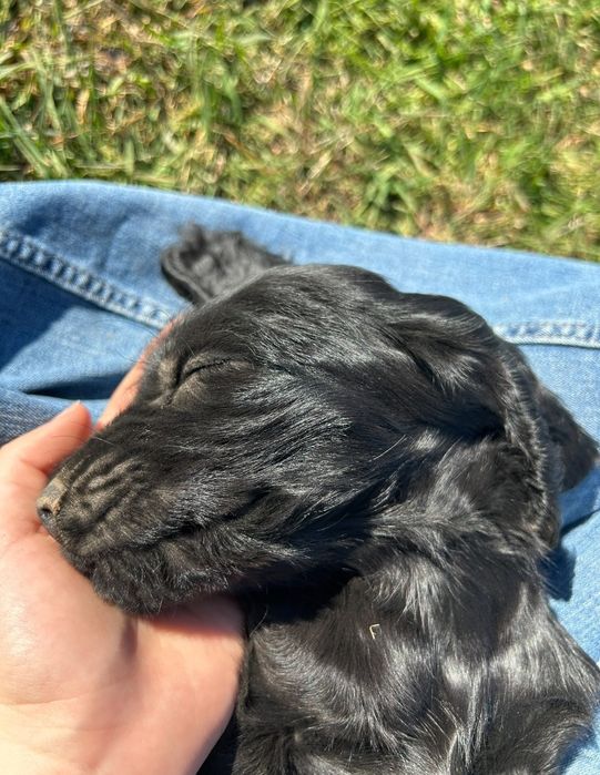 Cocker spaniel angielski